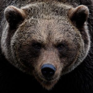 Fearless — A Required State of Being