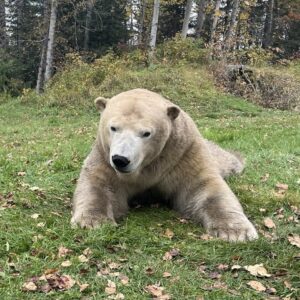 Lawyers and Polar Bears