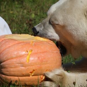 Lawyers and Polar Bears