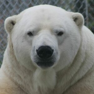 A Personal Tribute to a Polar Bear