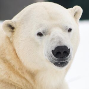 Polar Bears Forever?