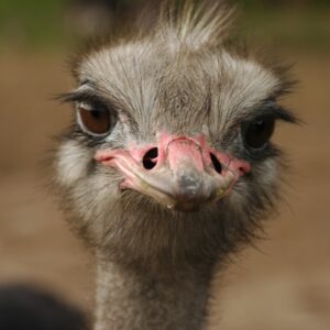 Banishing Ostrich Syndrome