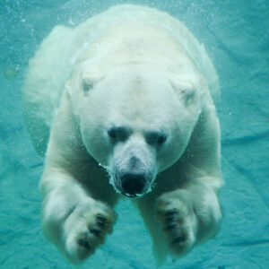 A Personal Tribute to a Polar Bear — A Memorial