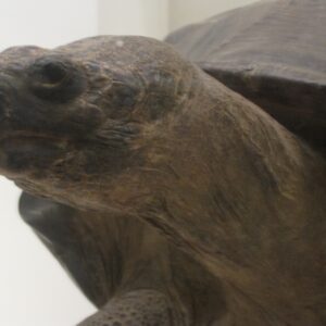The Constipated Tortoise